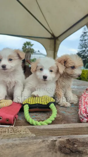 1-3 months Male Purebred Maltese