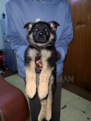 1-3 months Male Purebred German Shepherd