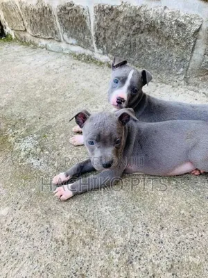 1-3 months Male Purebred American Pit Bull Terrier