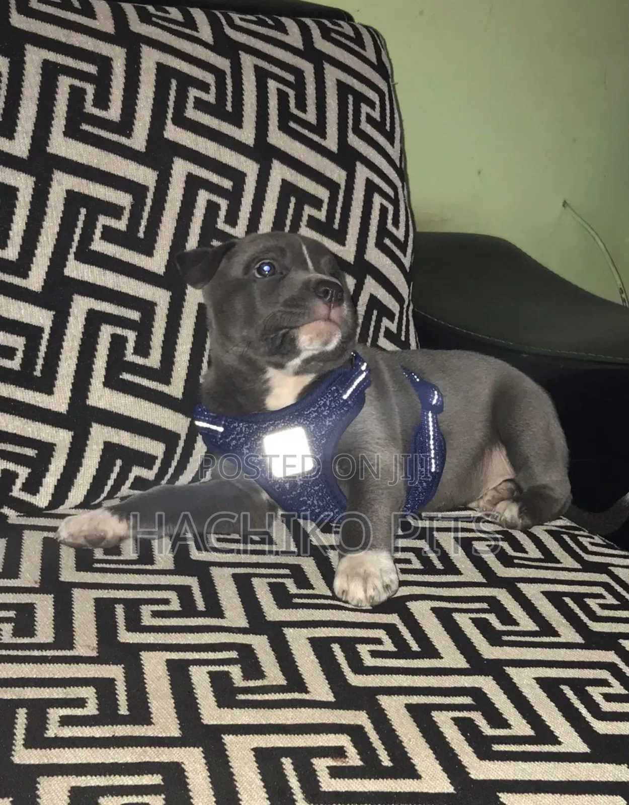 1-3 months Male Purebred American Pit Bull Terrier