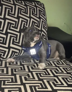 1-3 months Male Purebred American Pit Bull Terrier