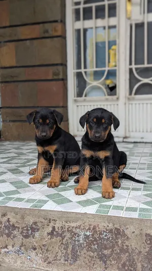 1-3 months Male Purebred Doberman Pinscher