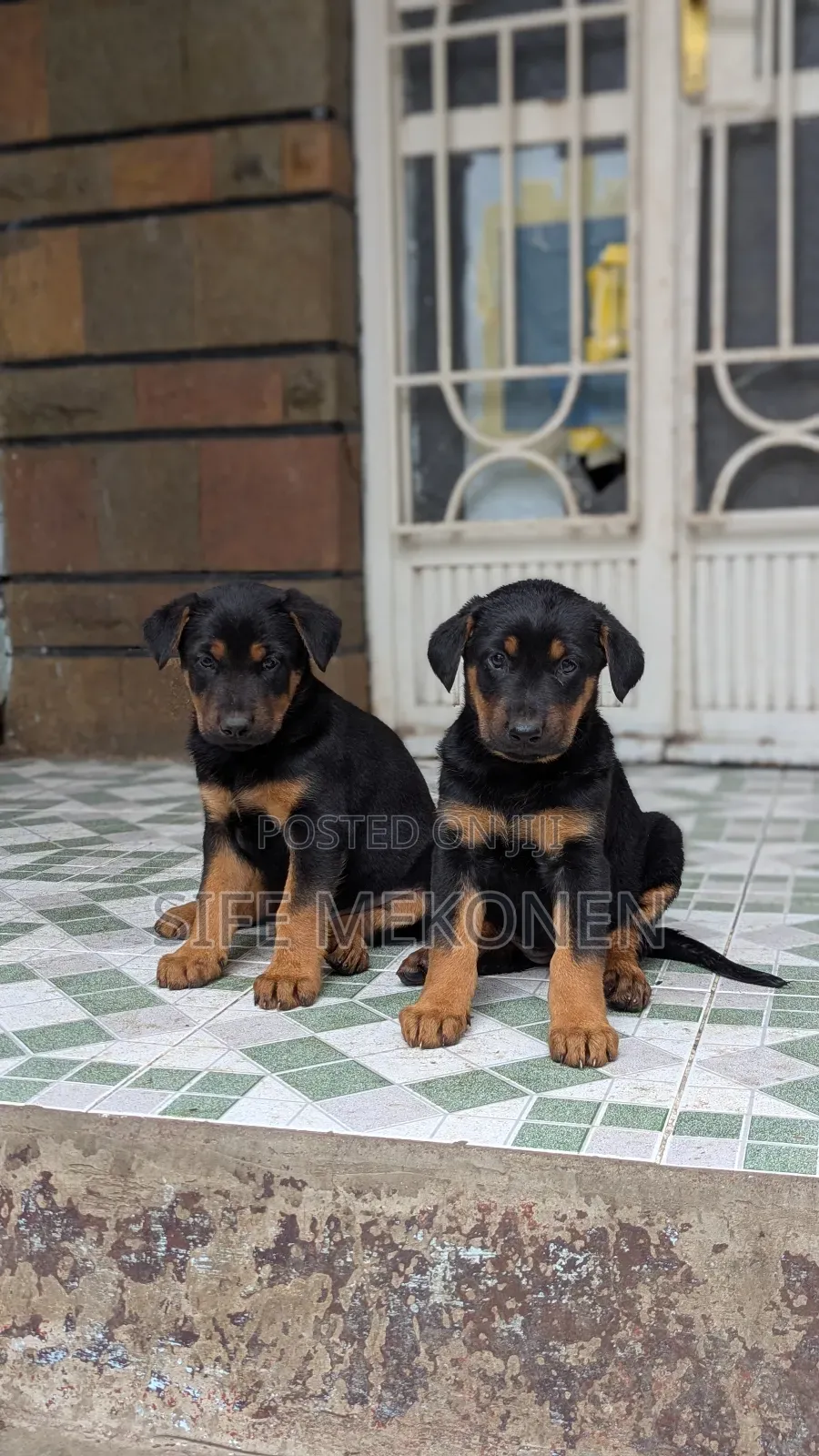 1-3 months Male Purebred Doberman Pinscher
