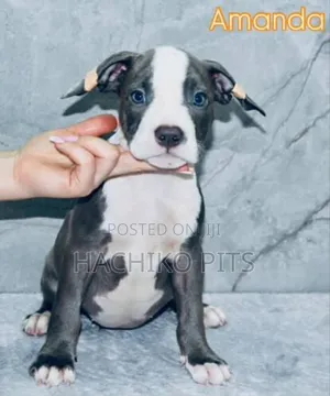 1-3 months Male Purebred American Pit Bull Terrier