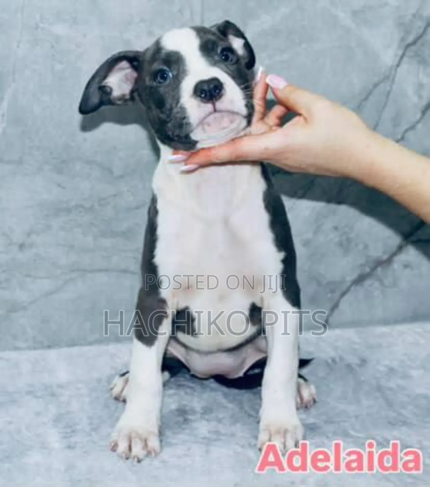 1-3 months Male Purebred American Pit Bull Terrier