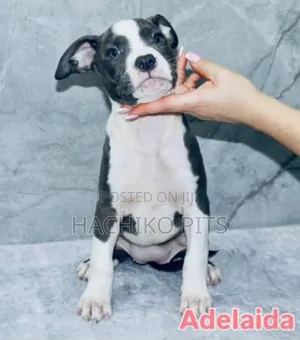 1-3 months Male Purebred American Pit Bull Terrier