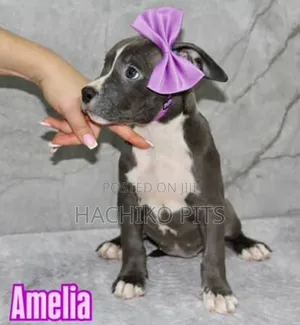 1-3 months Female Purebred American Pit Bull Terrier