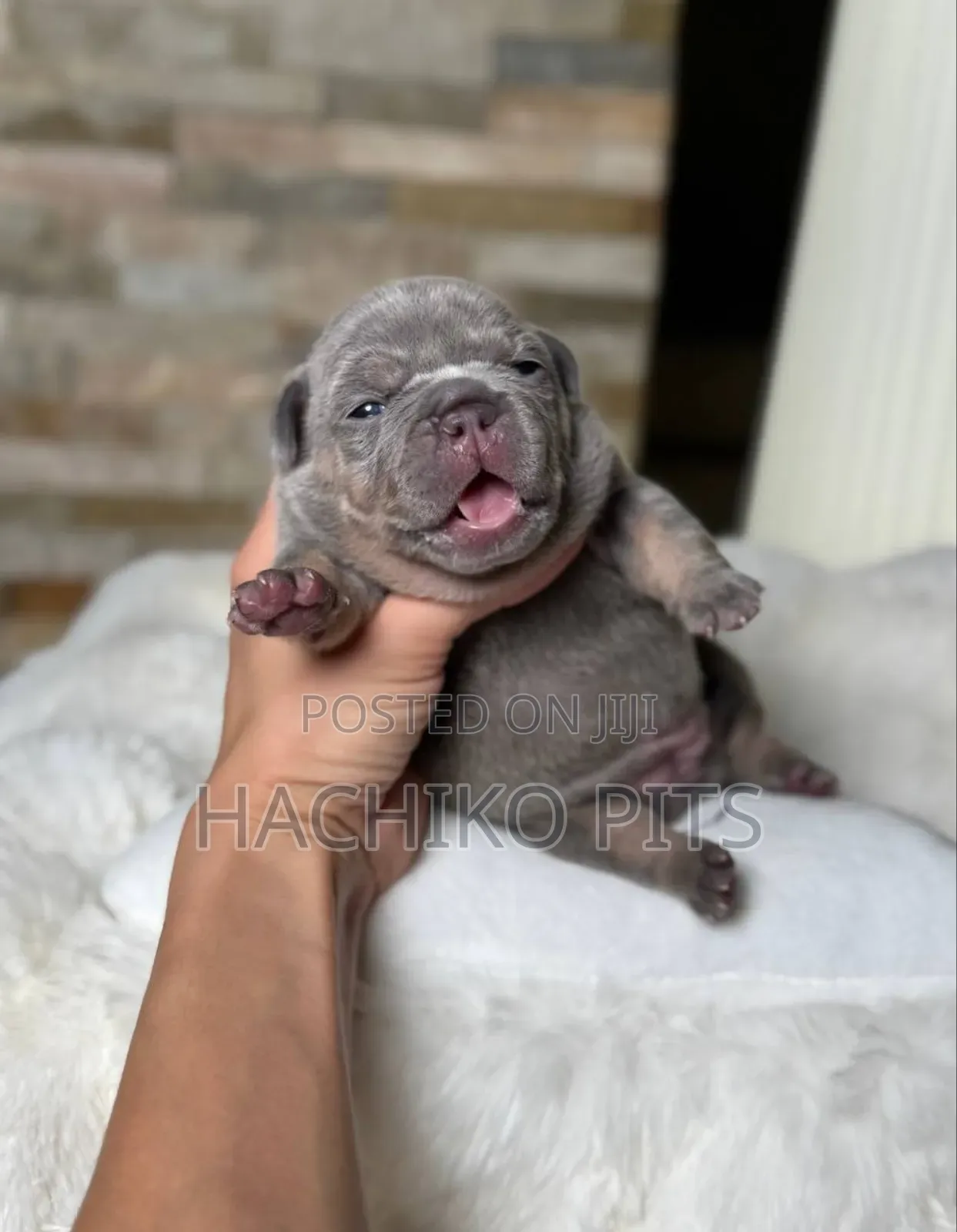 1-3 months Male Purebred American Bully