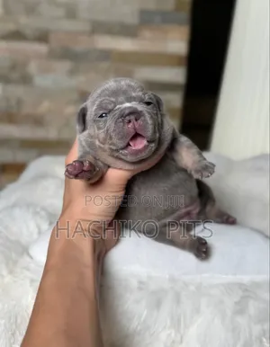1-3 months Male Purebred American Bully