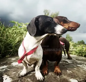 1-3 months Male Purebred Dachshund