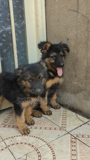 1-3 months Male Purebred German Shepherd