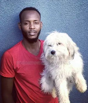 1-3 months Male Purebred Maltese