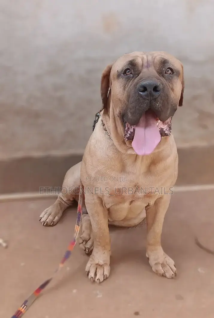 6-12 months Male Purebred Boerboel