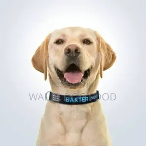 Dog Collar/ የውሻ የአንገት ማሰርያ