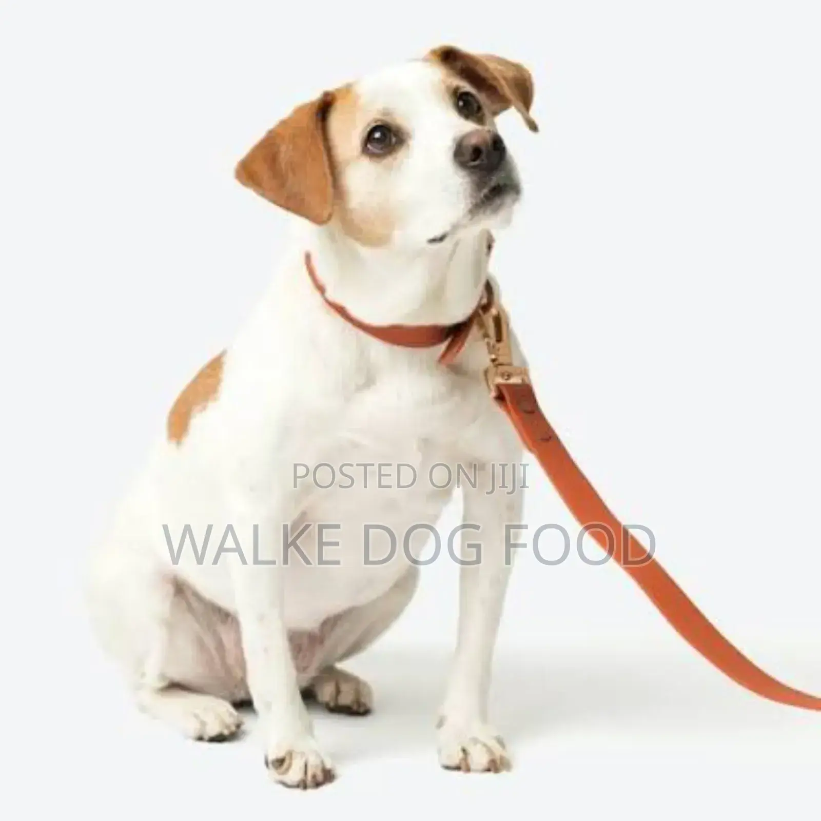Dog Leash /የውሻ ማሰርያ