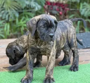 1-3 months Male Purebred Mastiff