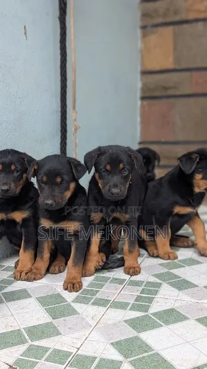 1-3 months Male Purebred German Shepherd