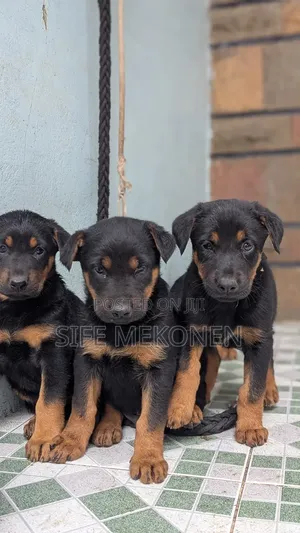 1-3 months Male Purebred German Shepherd