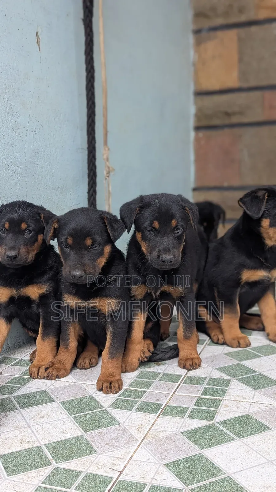 1-3 months Male Purebred German Shepherd