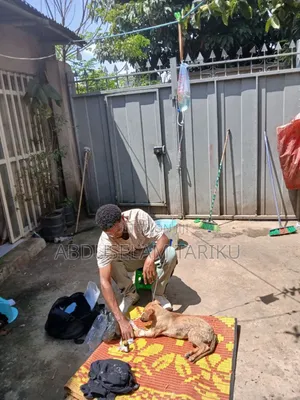 Veterinary Services