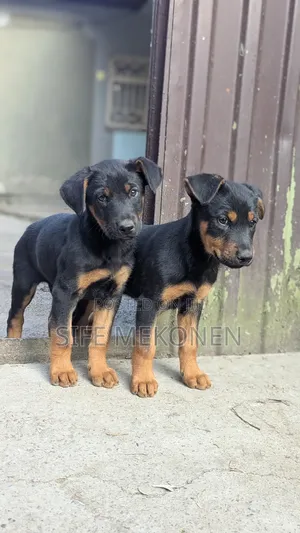 1-3 months Male Mixed Breed Doberman Pinscher
