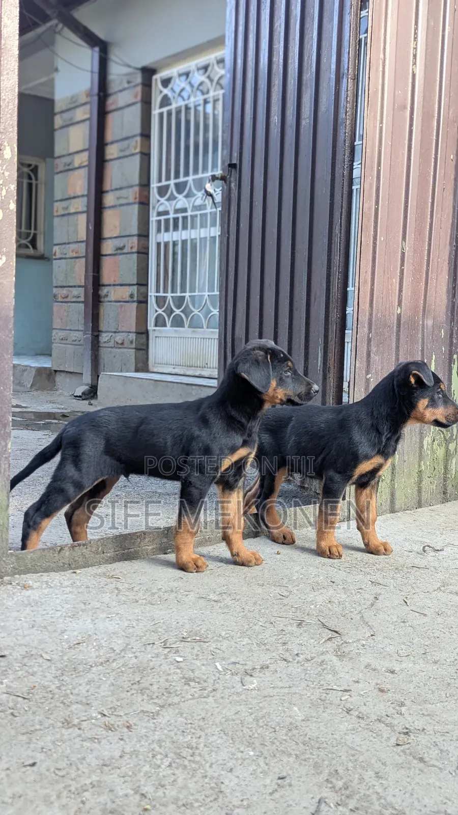 1-3 months Male Mixed Breed Doberman Pinscher