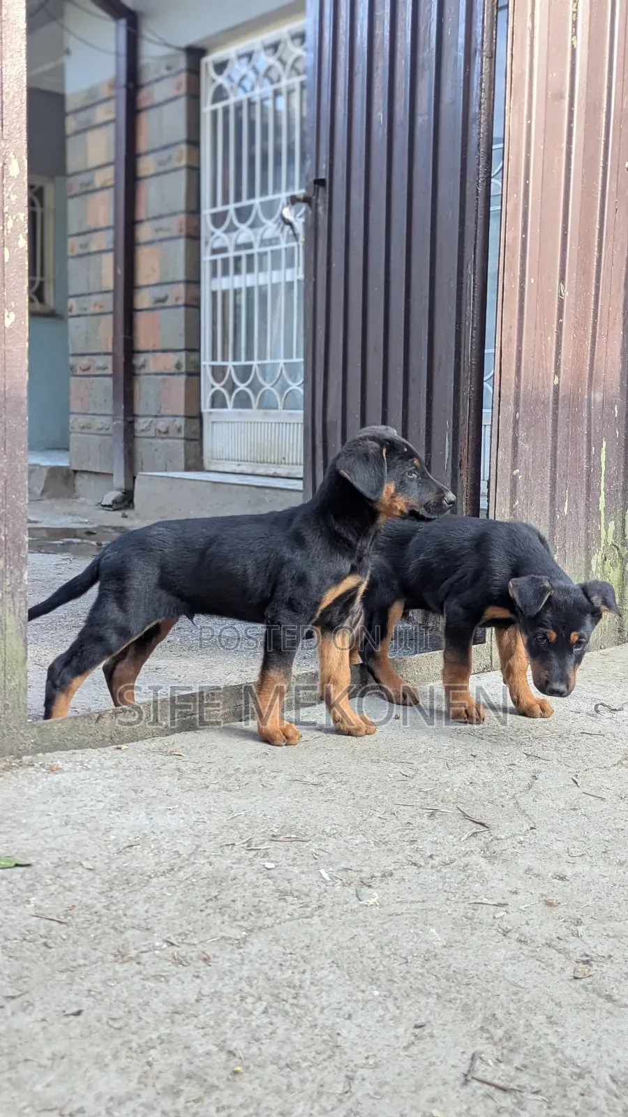 1-3 months Male Mixed Breed Doberman Pinscher