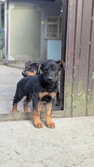1-3 months Male Purebred Doberman Pinscher