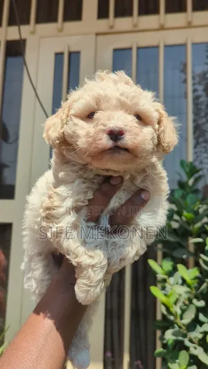 1-3 months Male Purebred Maltese