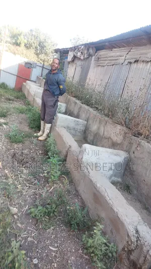 የከብት ማድለቢ Ware House