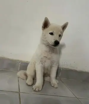 1-3 months Male Purebred Siberian Husky