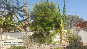 Furnished 4bdrm Farm House in Oromia-Finfinne for sale