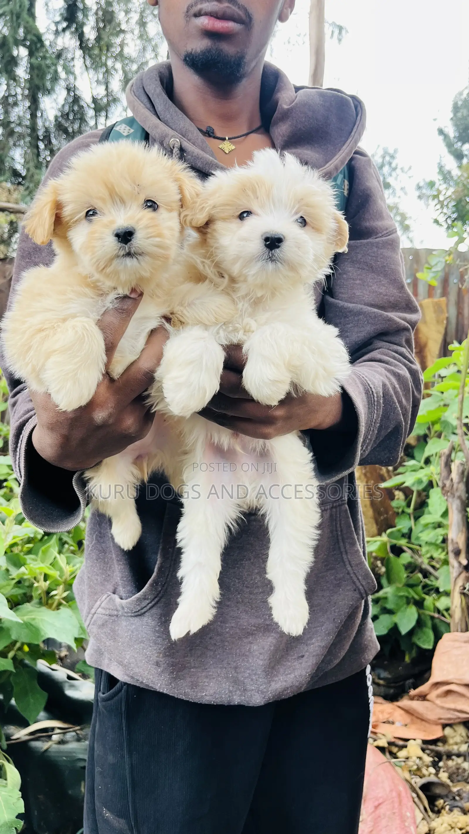 1-3 months Male Purebred Maltese