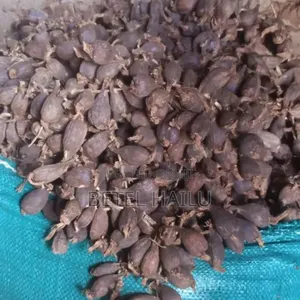 ደረቅ የቦንጋ ኮረሪማ