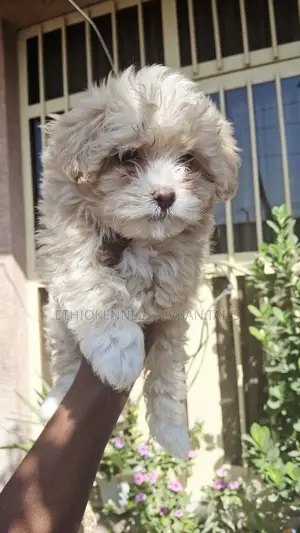 1-3 months Male Purebred Maltese