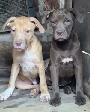 1-3 months Male Purebred American Pit Bull Terrier