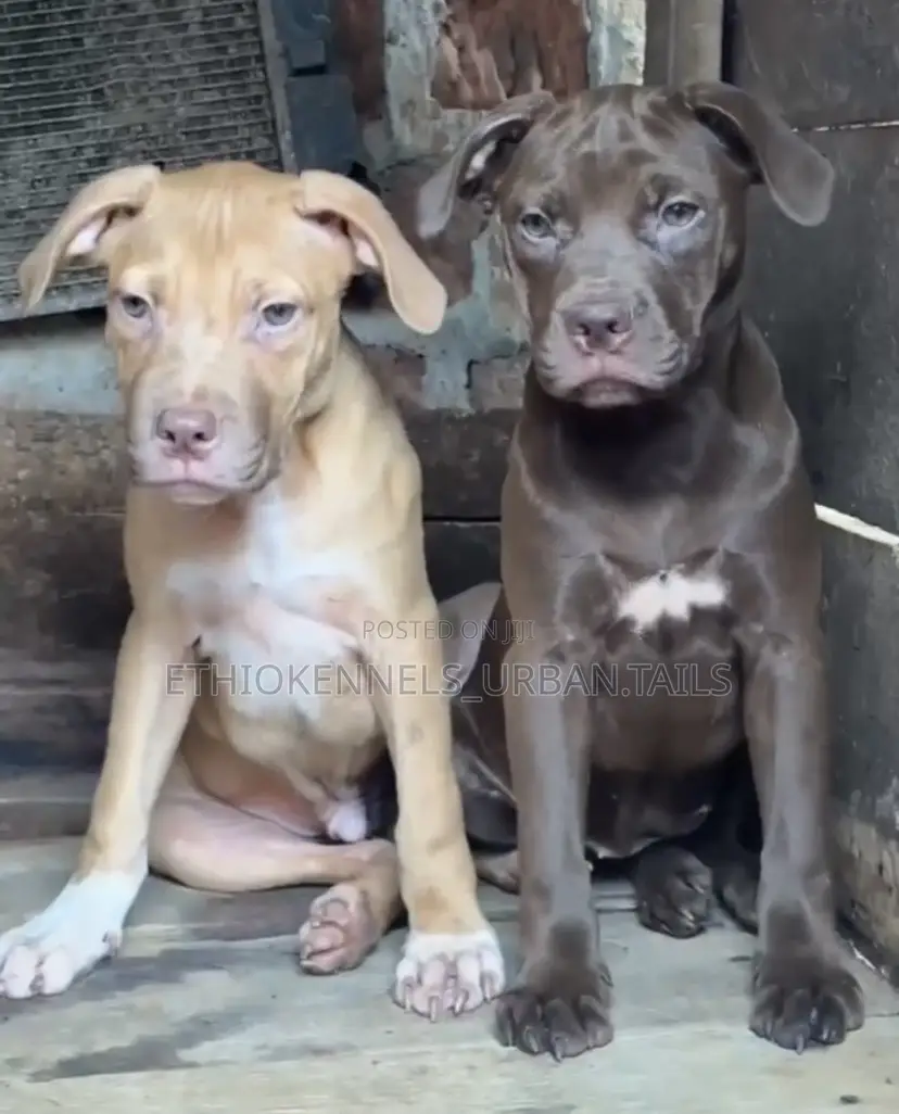1-3 months Male Purebred American Pit Bull Terrier