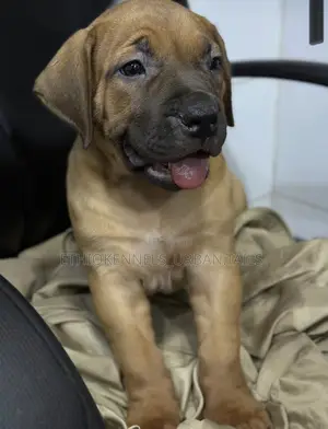 1-3 months Female Purebred Bullmastiff