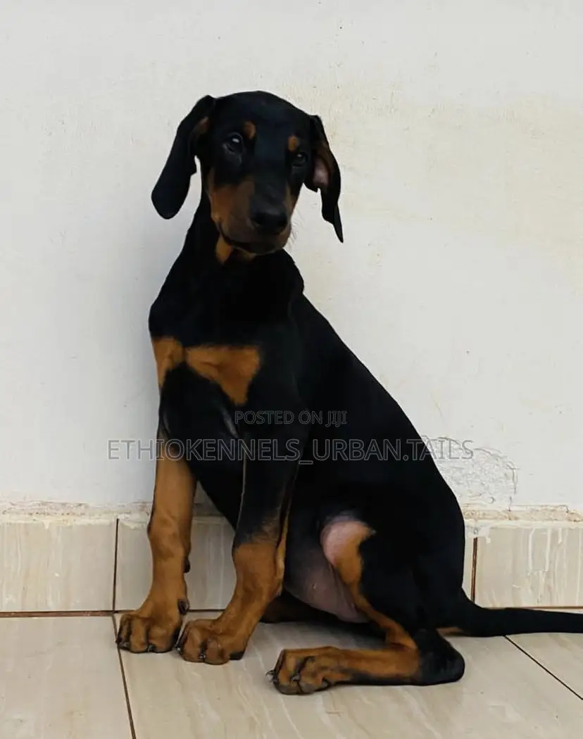 3-6 months Male Purebred Doberman Pinscher