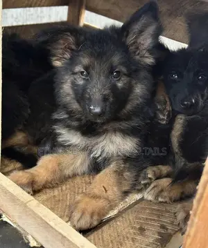 1-3 months Male Purebred German Shepherd