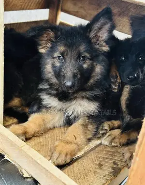 1-3 months Male Purebred German Shepherd