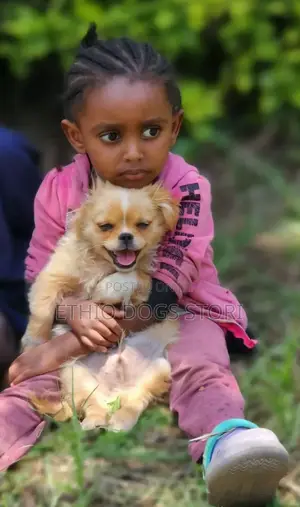 1-3 months Male Purebred Chihuahua