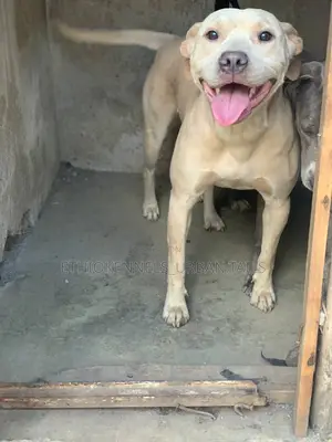 1+ year Female Purebred American Pit Bull Terrier