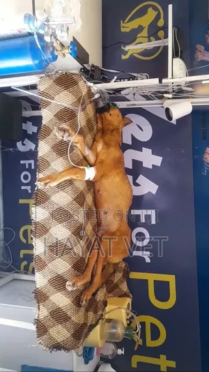 የእንስሳት ክሊኒክ