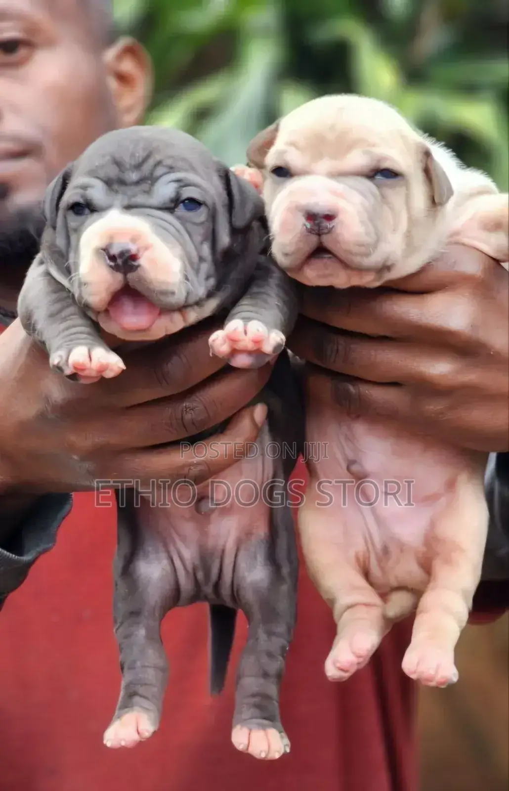 1-3 months Male Purebred American Bully