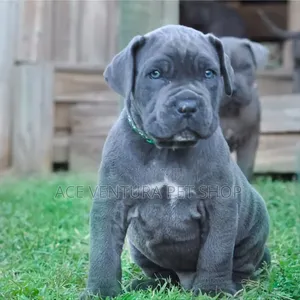 1-3 months Male Purebred American Pit Bull Terrier