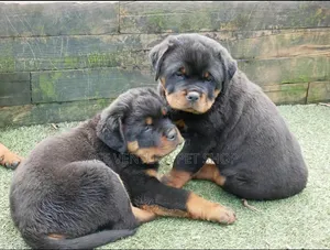 1-3 months Male Purebred Rottweiler
