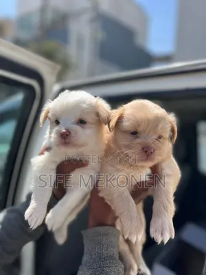 1-3 months Male Purebred Maltese
