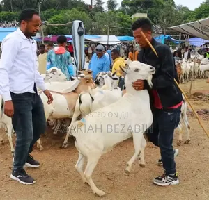 ሐረር ፍየል በ ፍሬም በ ብዛትም