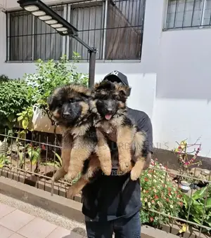 1-3 months Male Purebred German Shepherd